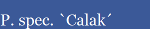 P. spec. `Calak