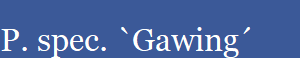 P. spec. `Gawing