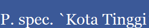P. spec. `Kota Tinggi