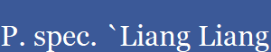 P. spec. `Liang Liang II
