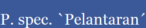 P. spec. `Pelantaran