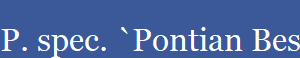 P. spec. `Pontian Besar