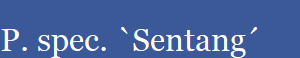 P. spec. `Sentang