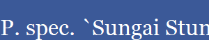 P. spec. `Sungai Stunggang