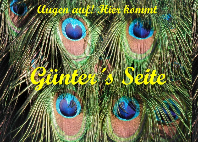 Pfau-red