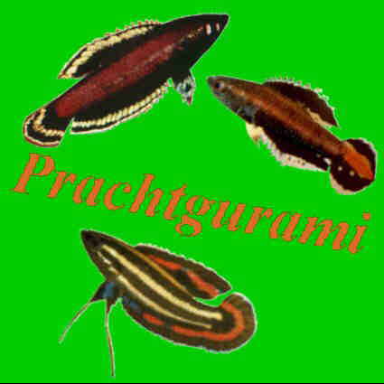 Prachtgurami