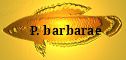P. barbarae