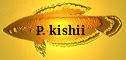 P. kishii