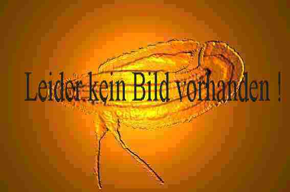 keinbild keinbild