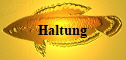 Haltung