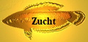 Zucht