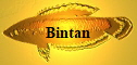 Bintan