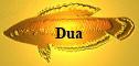 Dua
