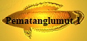 Pematanglumut 1