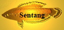 Sentang