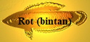 Rot (bintan)
