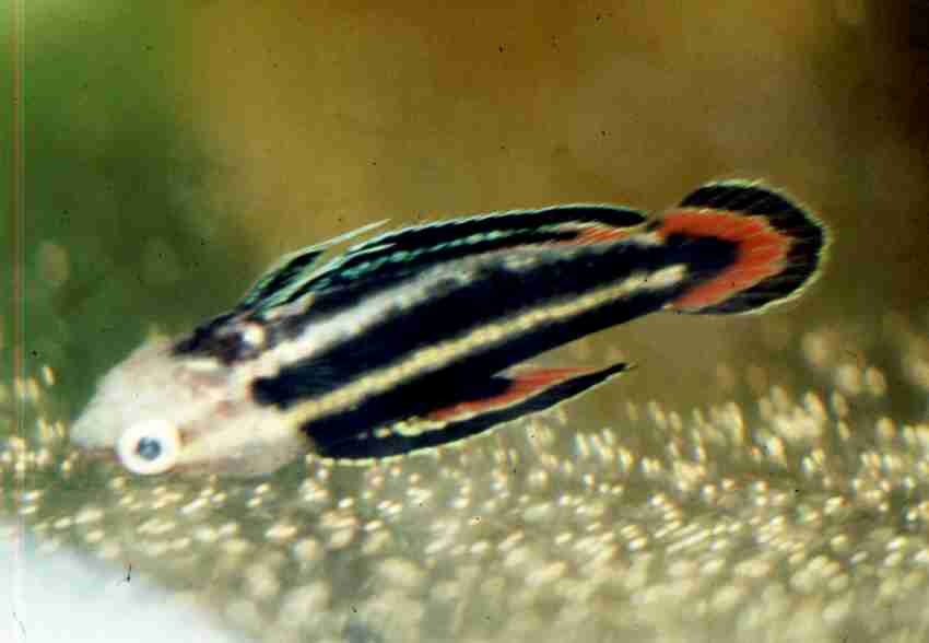 Pspsungainippa